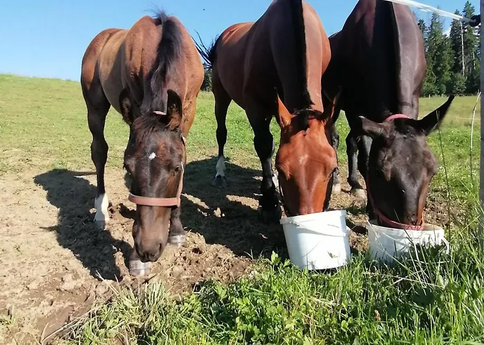 Miejscowka U Lufow Apartamento Zakopane