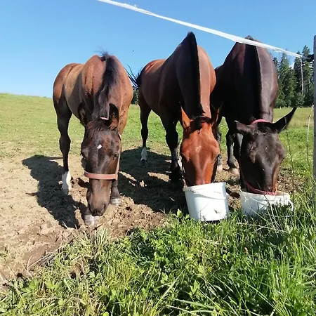 Miejscówka U Lufów Apartament Zakopane